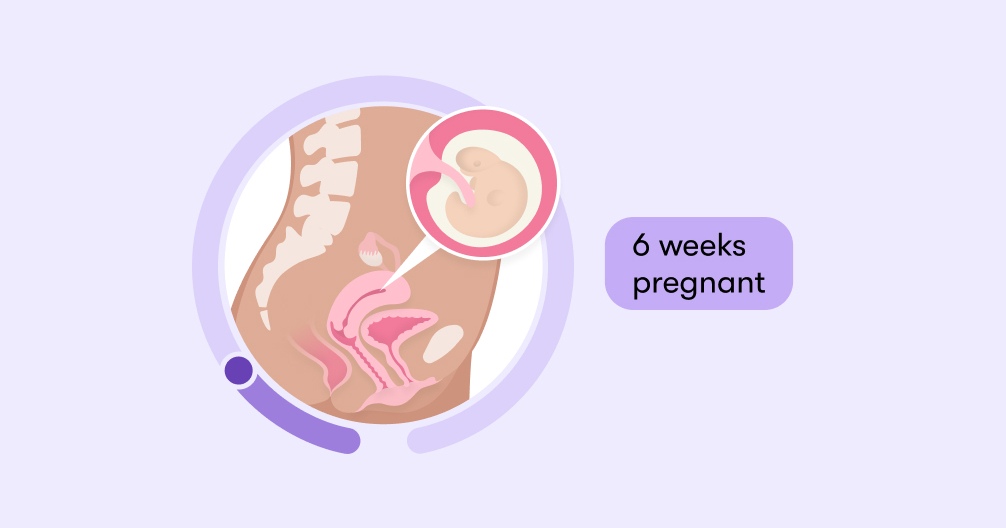 6 weeks pregnant Symptoms tips and baby development